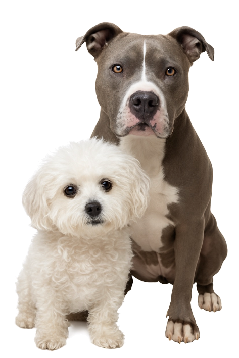 Canine Module